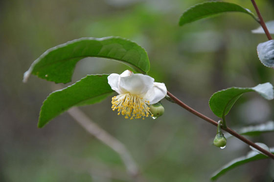 JAF-018-山茶科山茶属茶.jpg