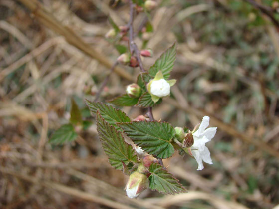 JAF-199-蔷薇科悬钩子属山莓.jpg