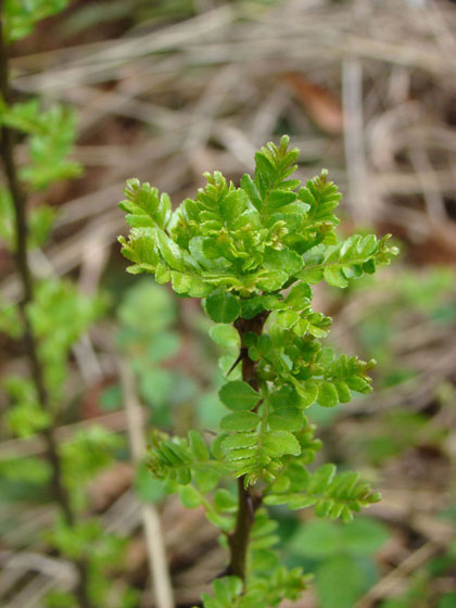 JAF-244-芸香科花椒属野花椒.jpg