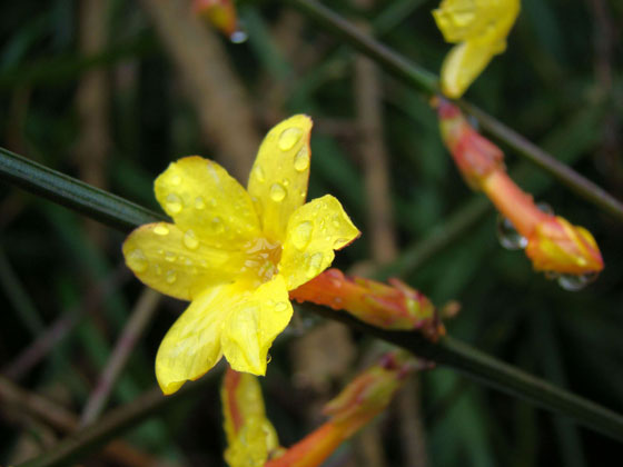 JAF-252-木樨科素馨属迎春花.jpg